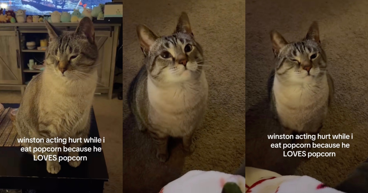 One Cat Came Up With a Surprisingly Dramatic Way to Get Human Food cat begging for food