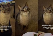 One Cat Came Up With a Surprisingly Dramatic Way to Get Human Food