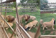 A Lion Stole A Jacket From A Person Who Was On A Safari