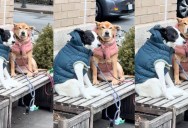 Two Dogs Gave A Tourist Dirty Looks In New York City