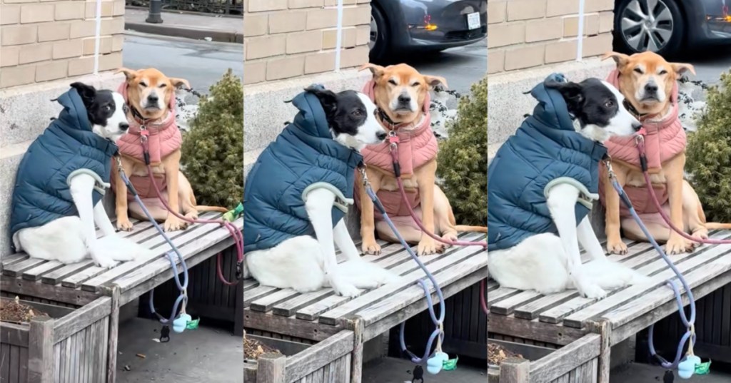 dogs sitting on a bench