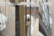 An Owner Proved That Her Dog Isn’t The Smartest Pooch In The World
