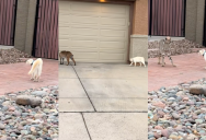 A House Cat Didn’t Back Down When It Encountered A Bobcat
