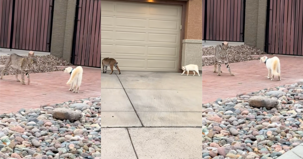 white cat and a bobcat