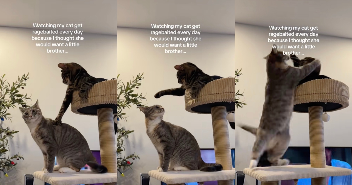 She Got Her Cat a Sibling, but the Two Are Now Constantly at Each Other’s Throats cats playing with each other