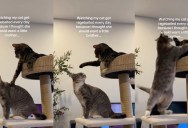She Got Her Cat a Sibling, but the Two Are Now Constantly at Each Other’s Throats