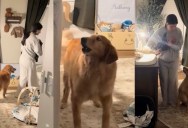 A Routine Diaper Change Took an Unexpected Turn Thanks to One Protective Dog