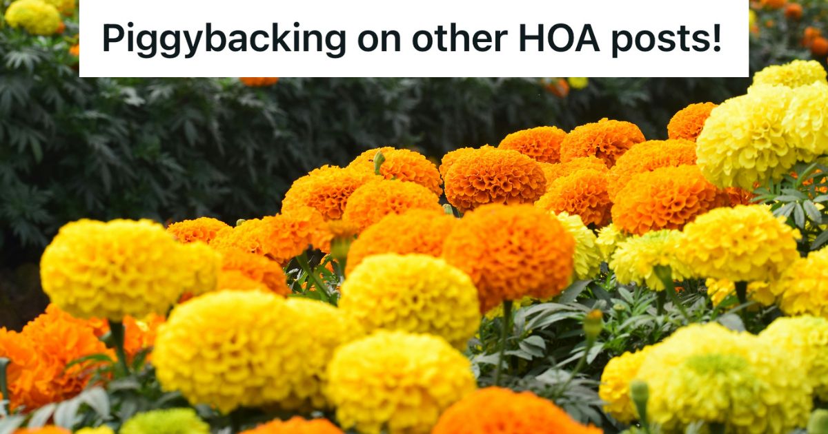 closeup of orange and yellow flowers