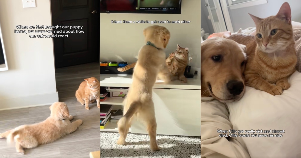 dog and cat playing