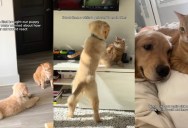A Cat Grew To Love The Puppy Her Owner Adopted