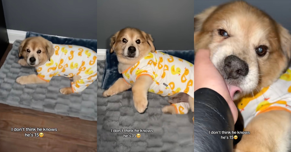 The 15 Year Old Forever Puppy: Stunned Internet Falls in Love With an Ageless Senior Dog Who Refuses to Grow Up puppy in a onesie