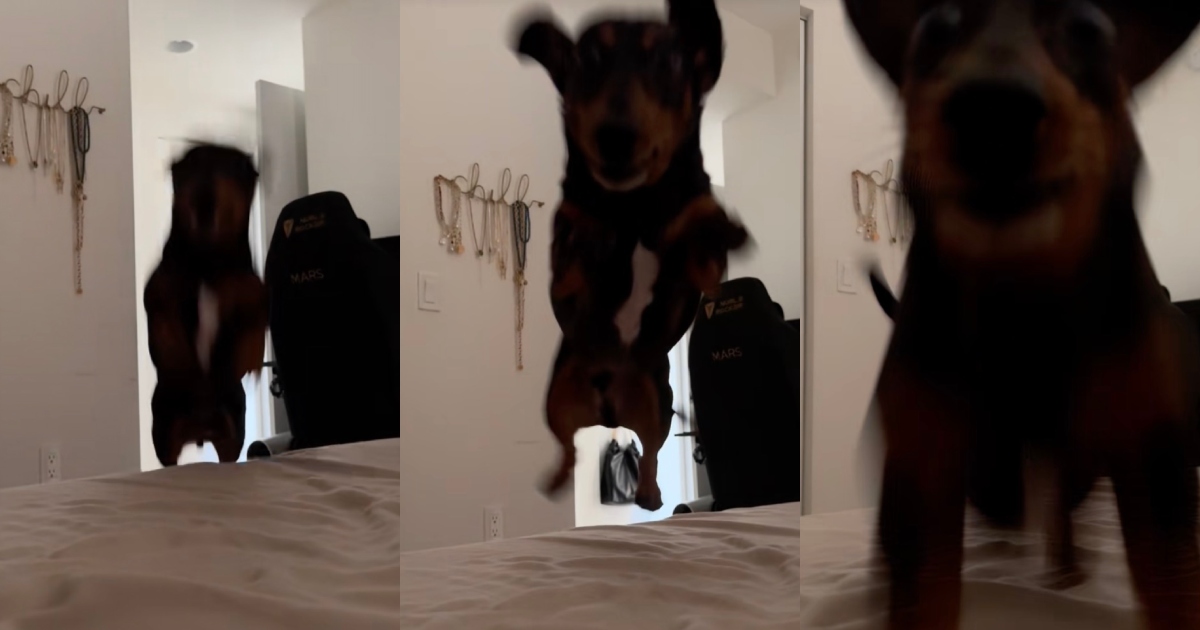 dog jumping on a bed