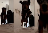 One Dachshund’s Morning Routine Is Winning Over the Internet