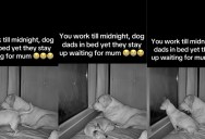 Two Dogs Stayed Up Until Midnight Waiting For Their Mom To Get Home