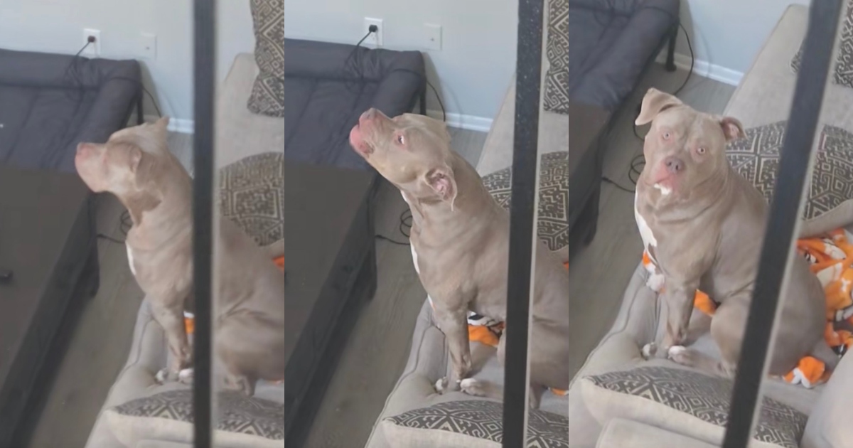 dog on a couch