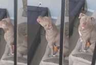 A Dog’s “Home Alone” Behavior Was Caught on Camera, and It’s Surprising
