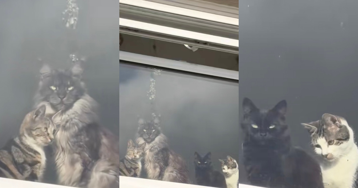 cats in a window