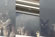 A Woman Returned Home From Work And Five Of Her Cats Were Waiting For Her
