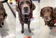 A Sweet Dog Has A Job At A Hardware Store