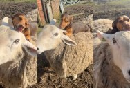 A Tiny Dog Has an Adorable Habit of Grooming His Sheep Friend Every Day