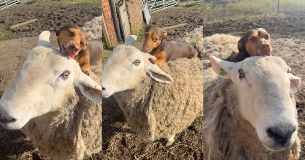 dog and a sheep
