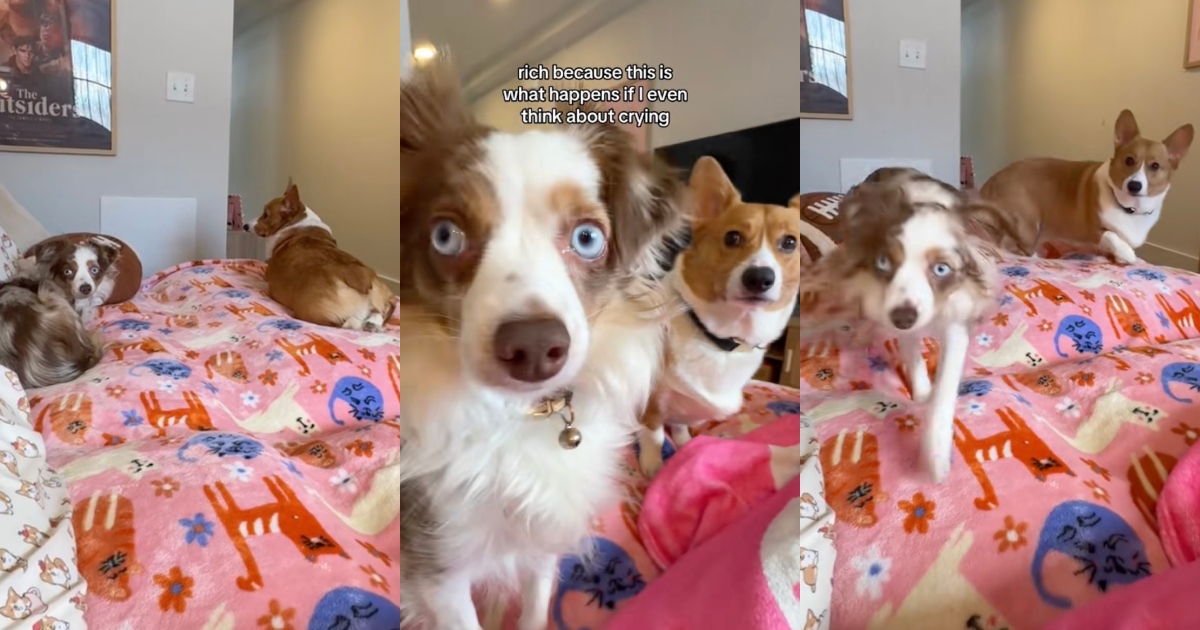 dogs on a bed