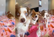 A Simple Moment Turned Emotional When Dogs Reacted to Their Owner as If She Was Crying