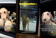A Dog Showed Up At Her Neighbor’s Door At 6 A.M. To Say Hello