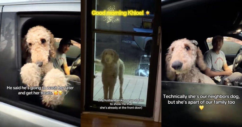 dog in a car