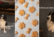 One Dog Is Going Viral With Millions Of Views Just Because He Refuses To Leave The Room