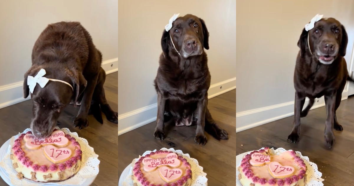 dog eating a cake