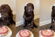 A Dog’s 17th Birthday Celebration Is Winning Hearts Online