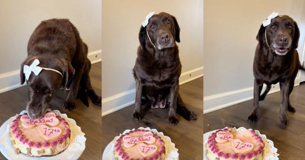 dog eating a cake