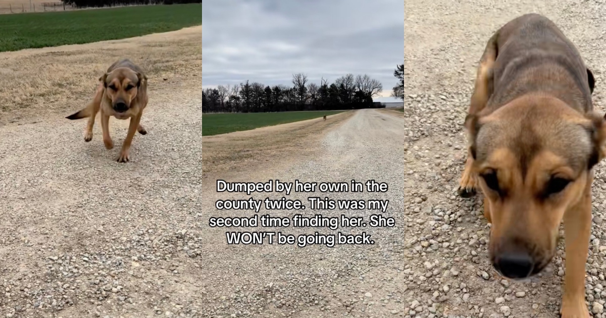 dog on a country road