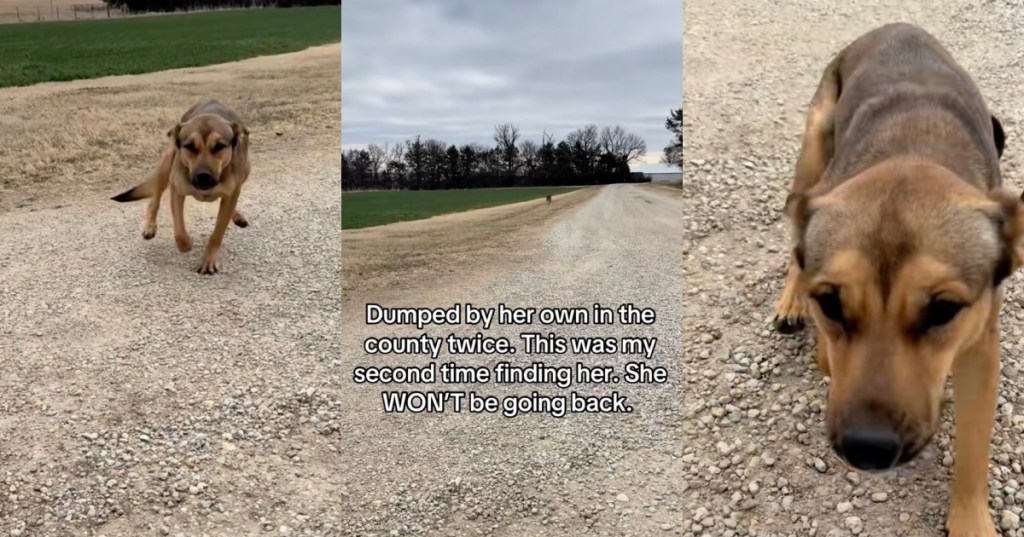 dog on a country road