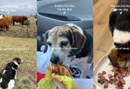 A Dog Spent His Final Day Completing Things On A Bucket List With His Owner