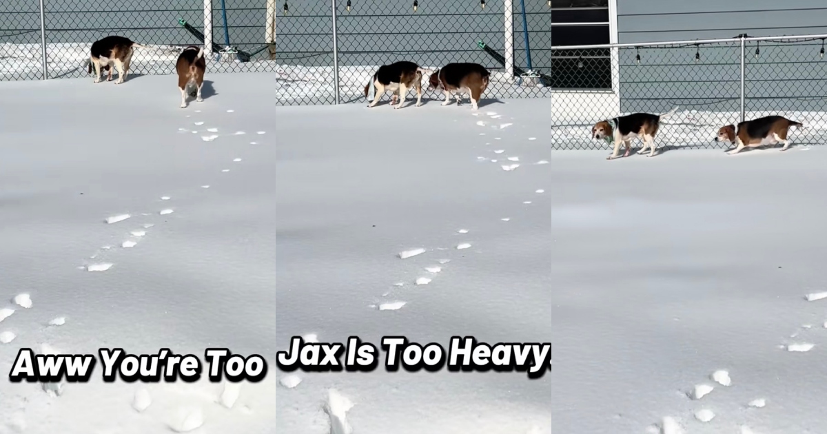 dogs in the snow
