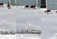 A Chubby Beagle Kept Falling Through The Snow In A Backyard