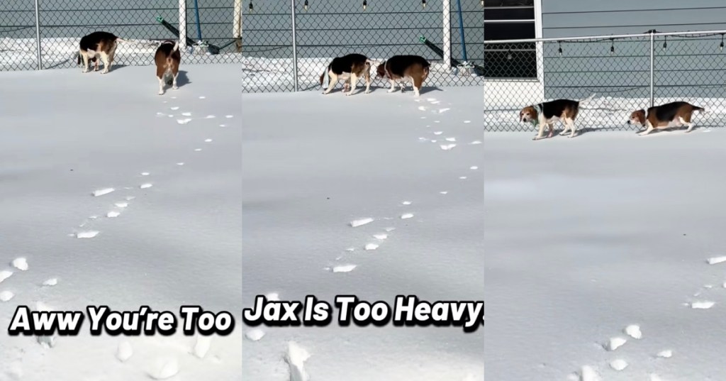 dogs in the snow