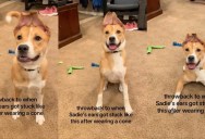 This Dog’s Ears Got “Stuck” After Wearing a Cone, and People Can’t Stop Laughing