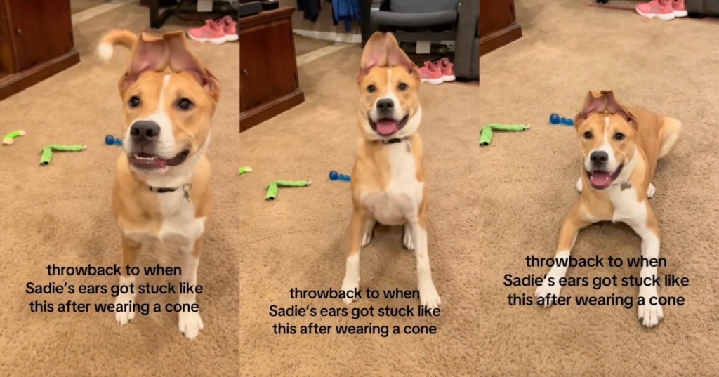 dog with funny ears