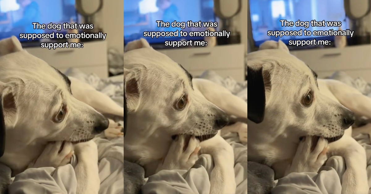dog chewing its nails