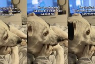 He Was Rescued to Become an Emotional Support Dog, but the Nervous Pup Needs Comfort Too