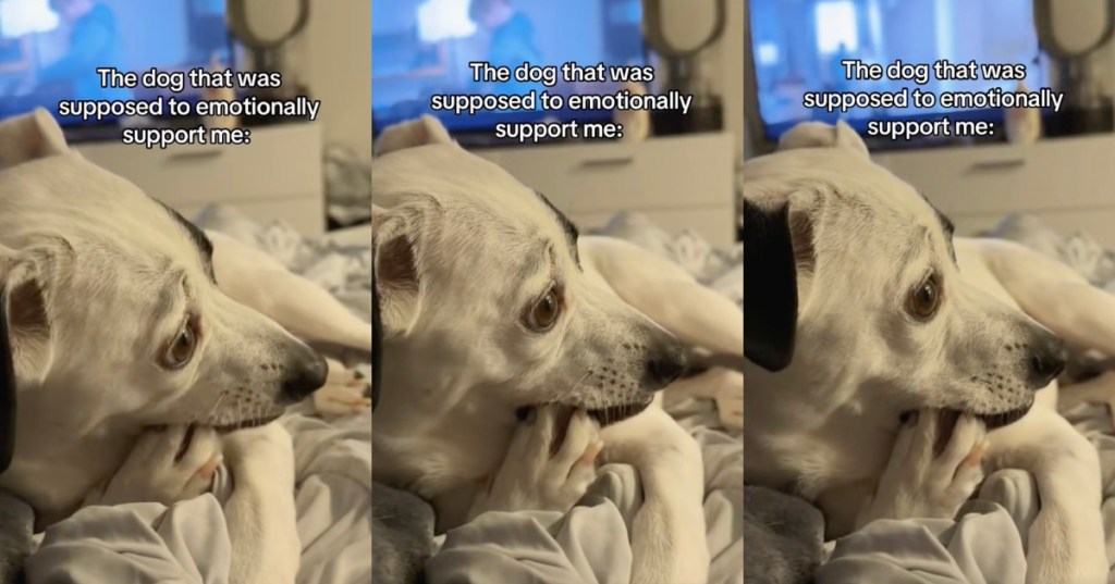 dog chewing its nails