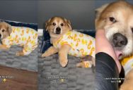 The 15-Year-Old “Forever Puppy”: Stunned Internet Falls in Love With an Ageless Senior Dog Who Refuses to Grow Up