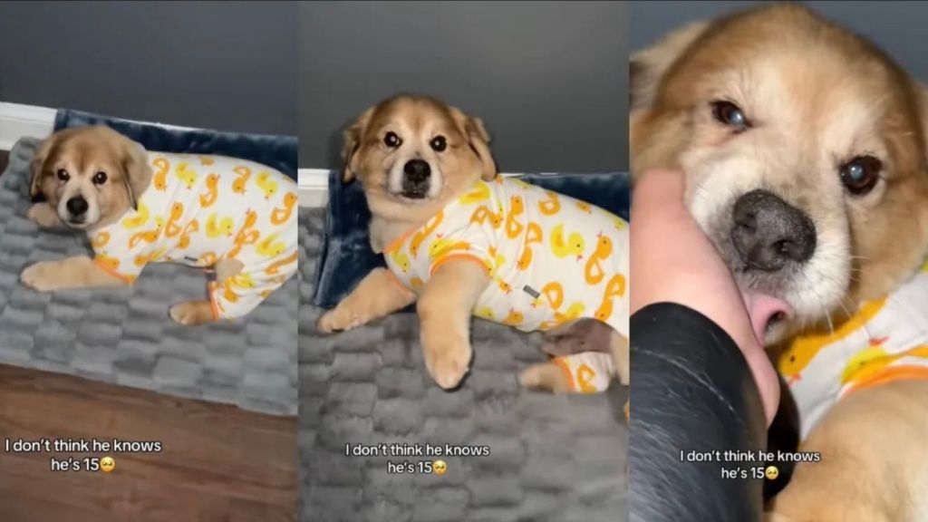puppy
