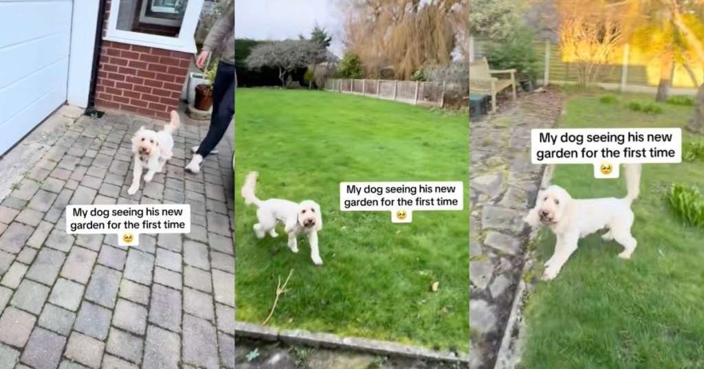 dog in a big yard