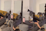 An Owner Used Sign Language To Tell Her Deaf Dog That Her Dad Was Home