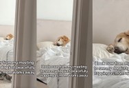 A Remote Employee’s Dog Snoozed The Day Away While She Worked