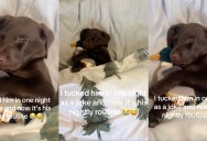 A Puppy Likes To Be Tucked In With His Favorite Stuffed Animal Every Night